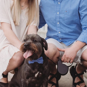 colorful donuts dog bow tie