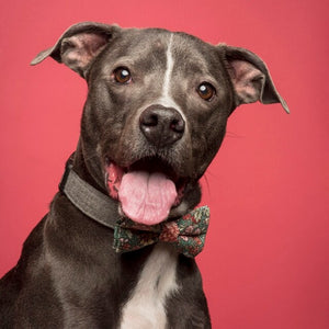 colorful donuts dog bow tie